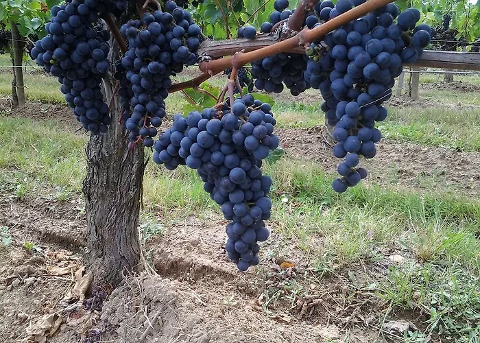 Logis Loiseau Avec Terrasse